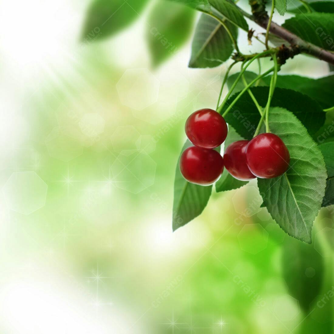 Cerejas maduras em galho com folhas verdes