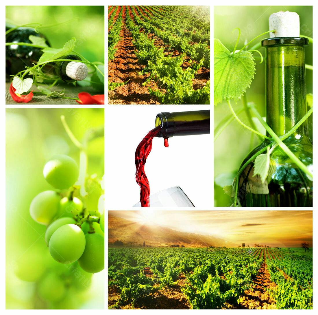 Vinho produção vinícola uvas verdes