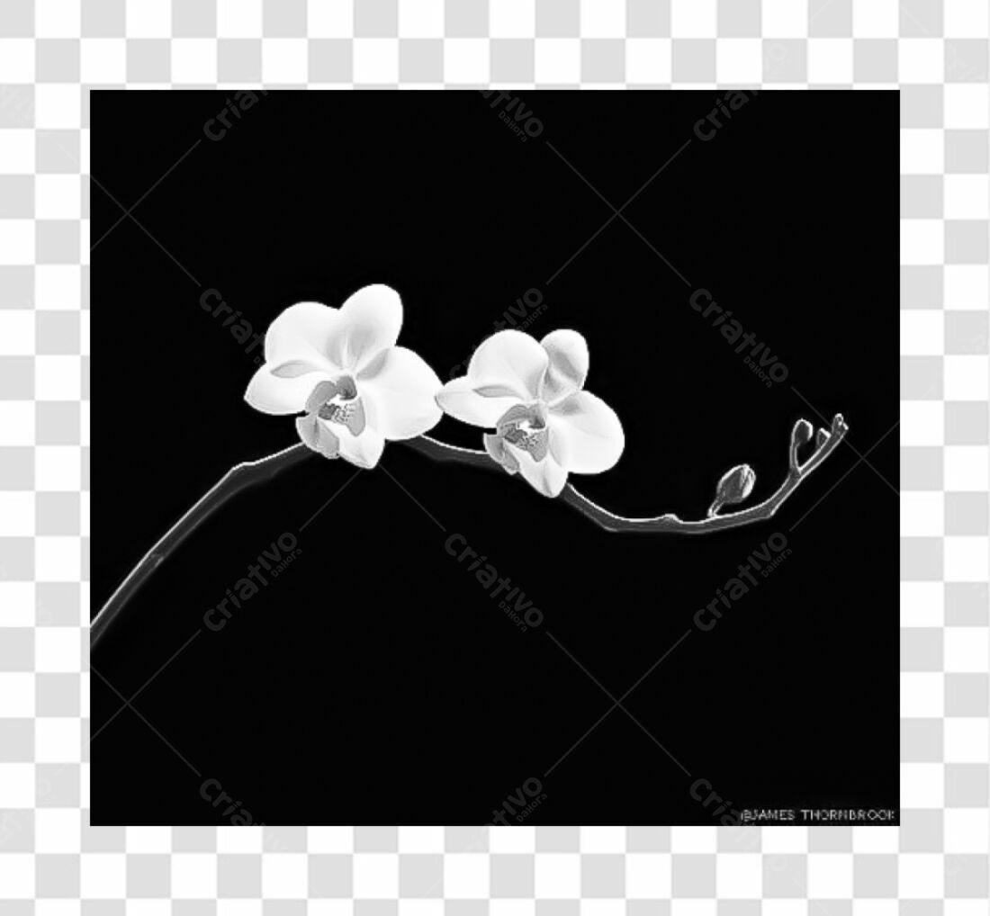 Icone Orquídeas PNG com fundo transparente