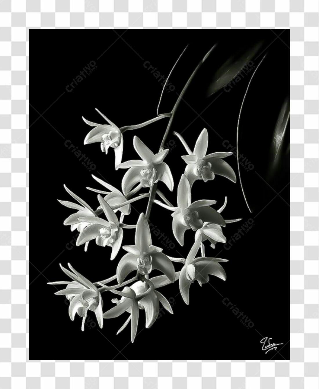 Imagem PNG Orquídeas em Preto e Branco com Fundo Transparente