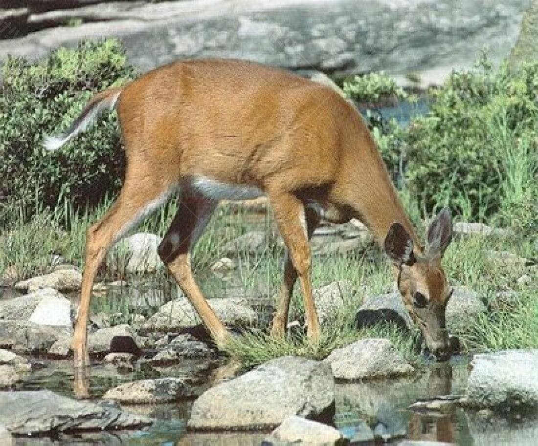 Cervo bebendo água em riacho rochoso