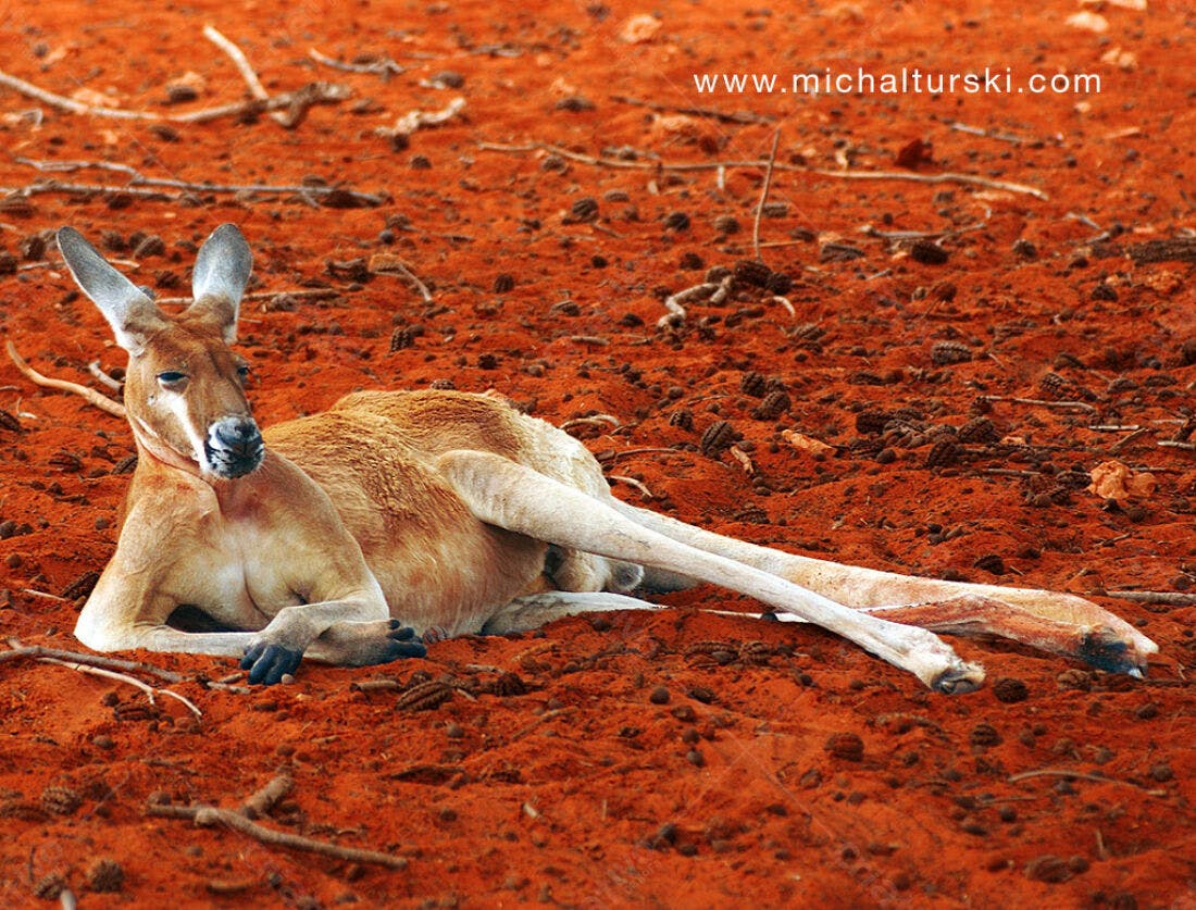 Canguru vermelho descansando em solo vermelho