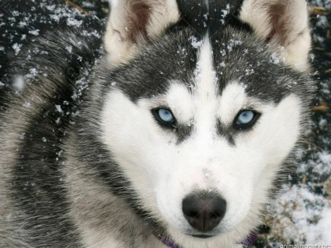 Husky Sibéria na Neve Olhos Azuis