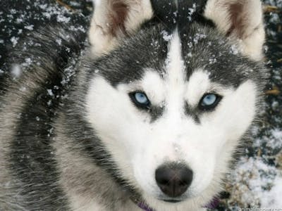 Animal Texture And Images For Thumbnail