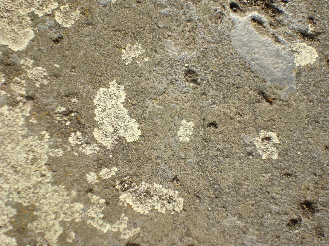 Textura de líquen em superfície rochosa
