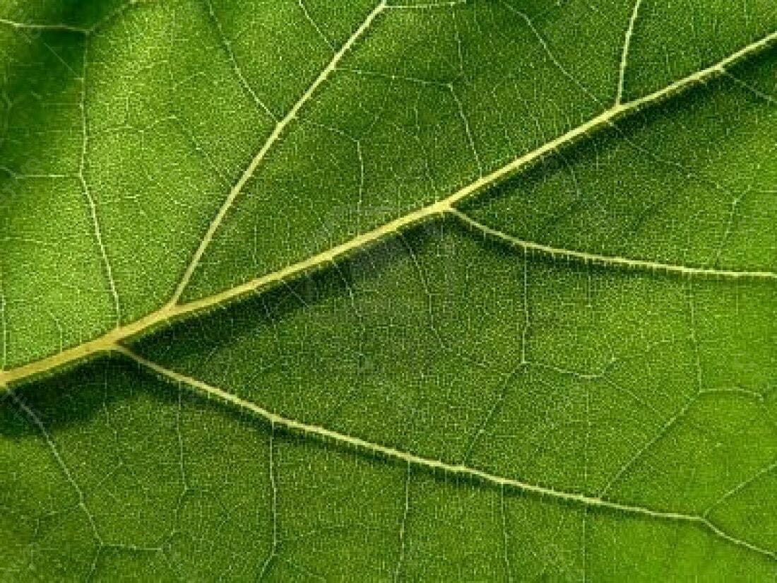 Folha Verde Textura Detalhada