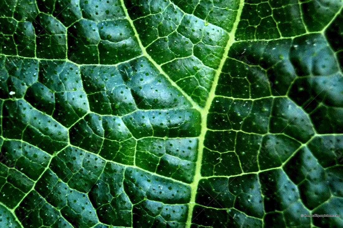 Textura folha verde escura detalhe