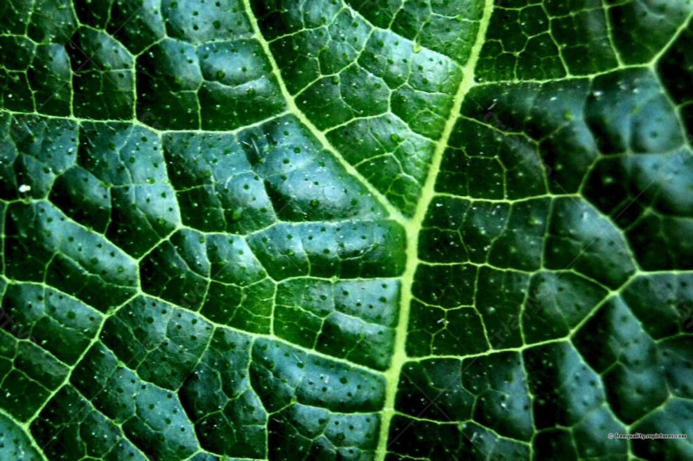Forest Texture And Images For Thumbnail | Fotos Grátis [download]