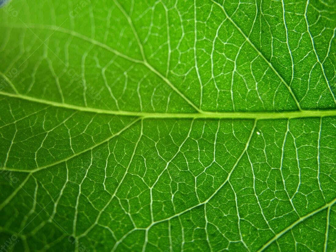 Folha Verde Textura Veias Natura