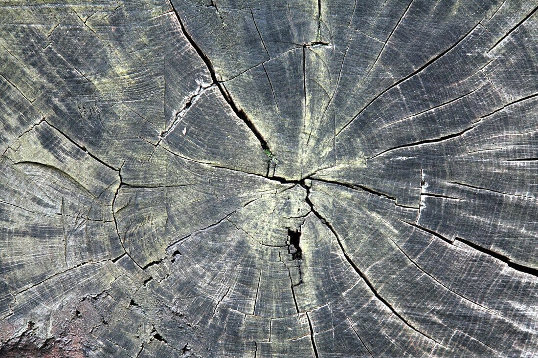 Textura Madeira Tronco Envelhecido