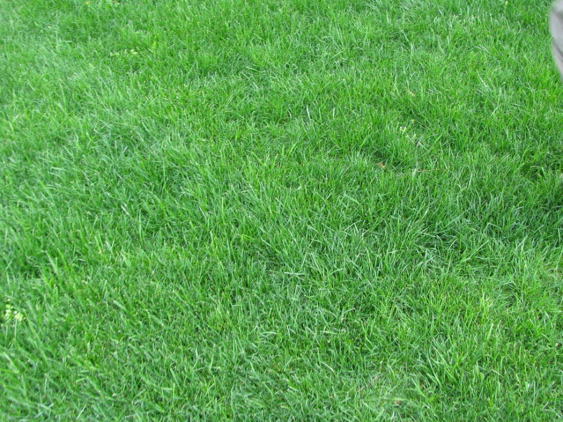 Grama verde exuberante jardim