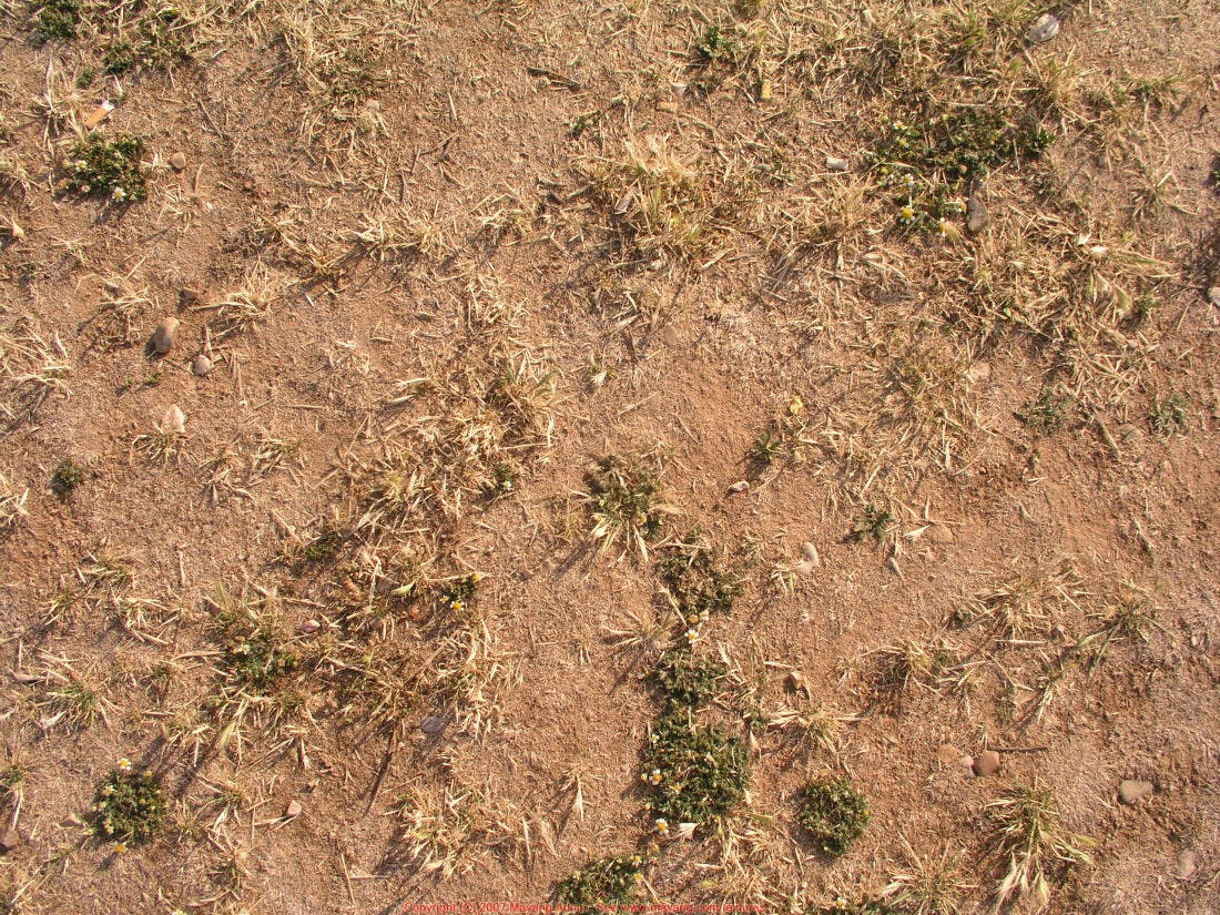 Solo árido com grama seca e pequenas flores