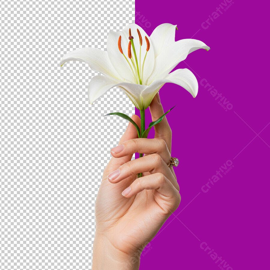 Imagem PNG com fundo transparente Flor Branca Mão