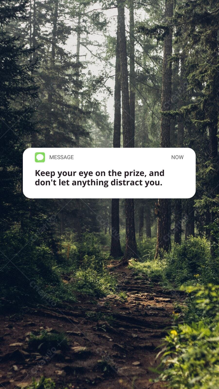Trilha na Floresta Motivacional