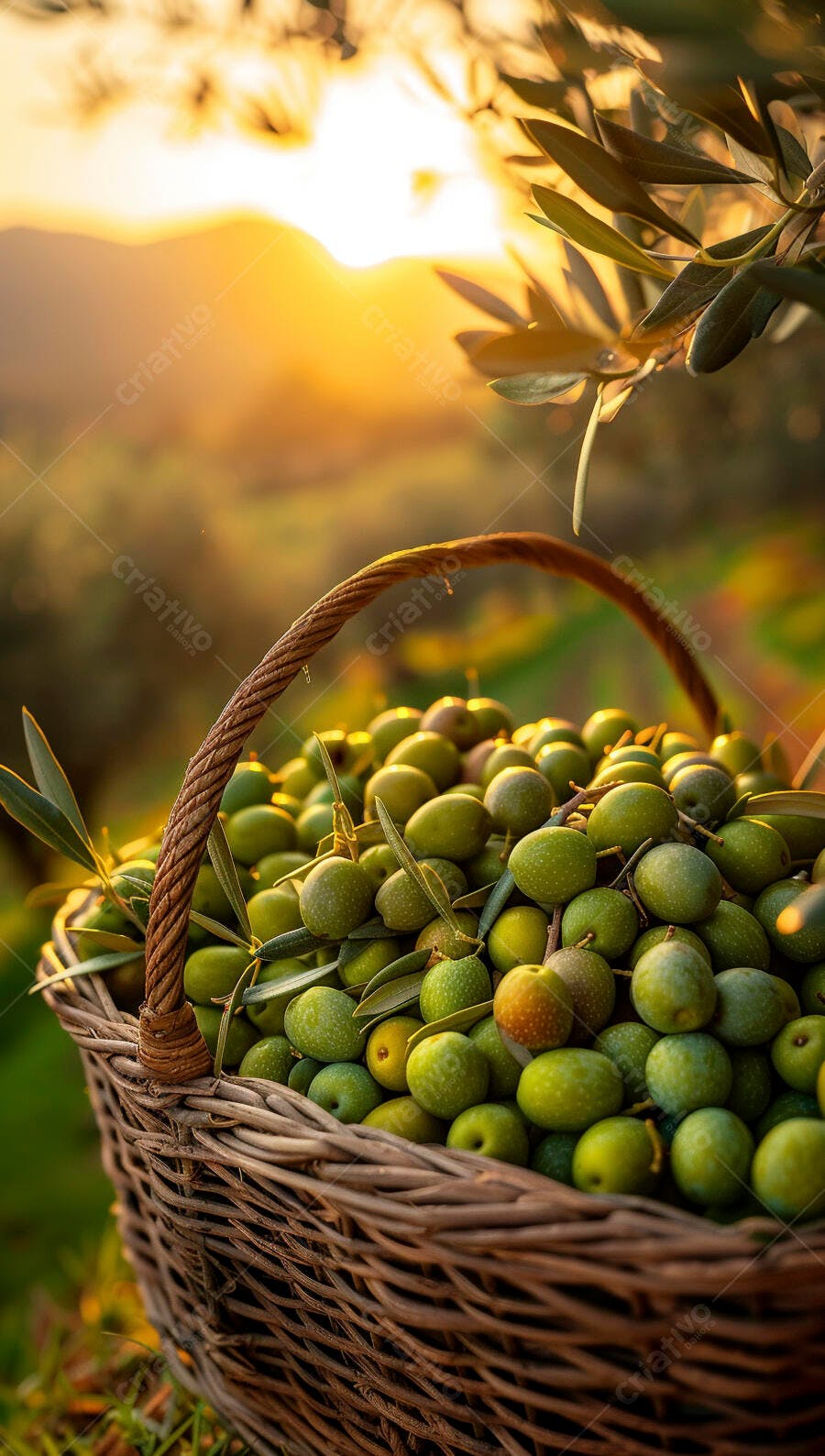 Cesta de azeitonas verdes ao pôr do sol