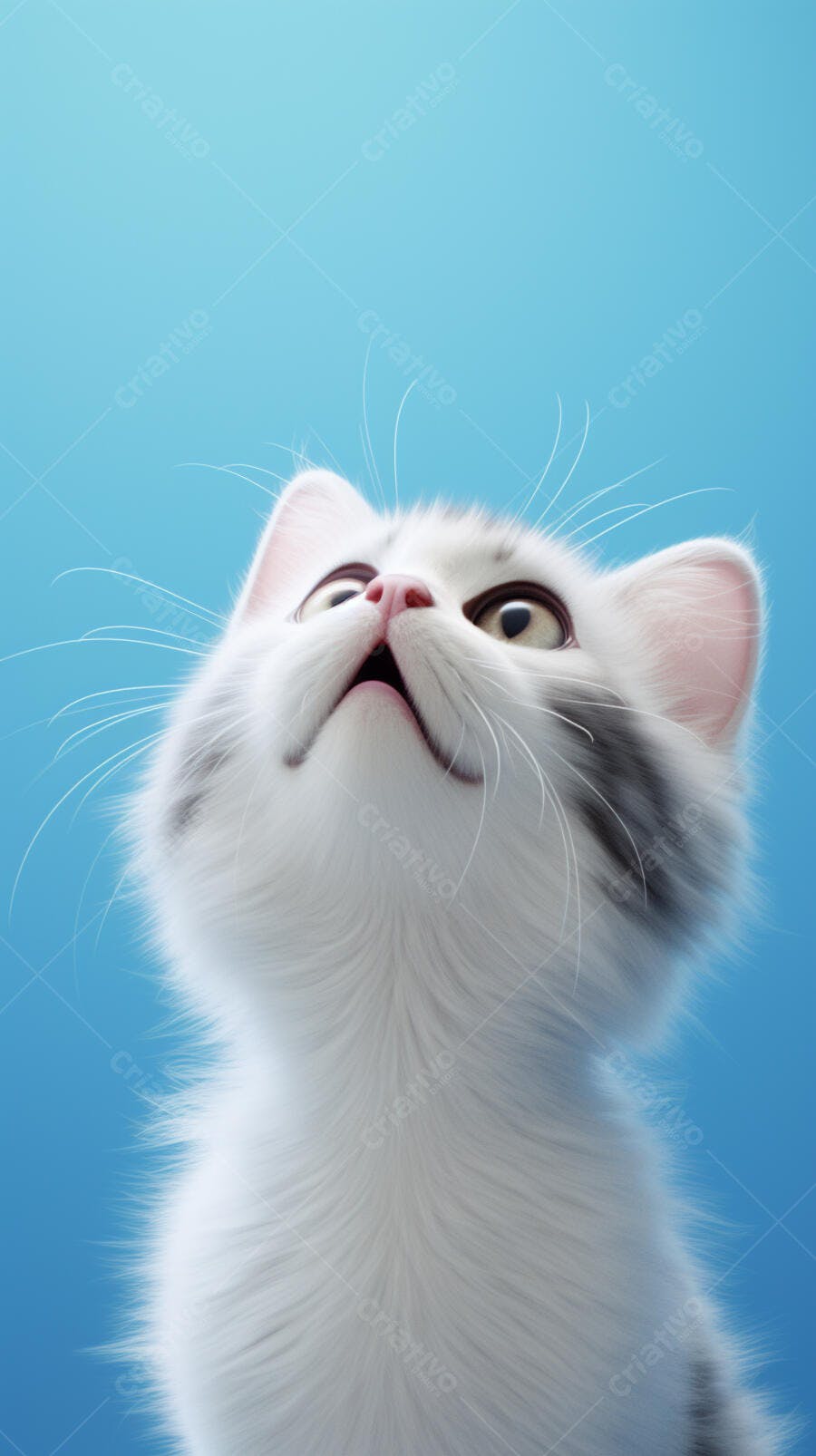 Gatinho branco e cinza olhando para cima fundo azul