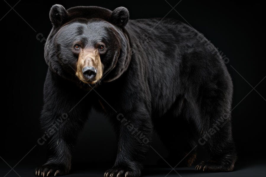 Urso Negro Olhando para a Câmera