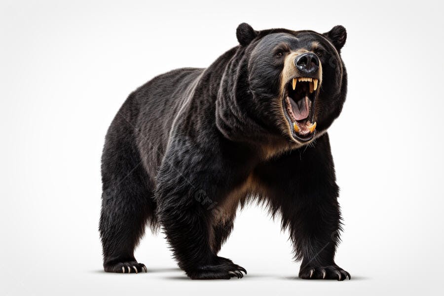 Urso Negro Rugindo fundo branco