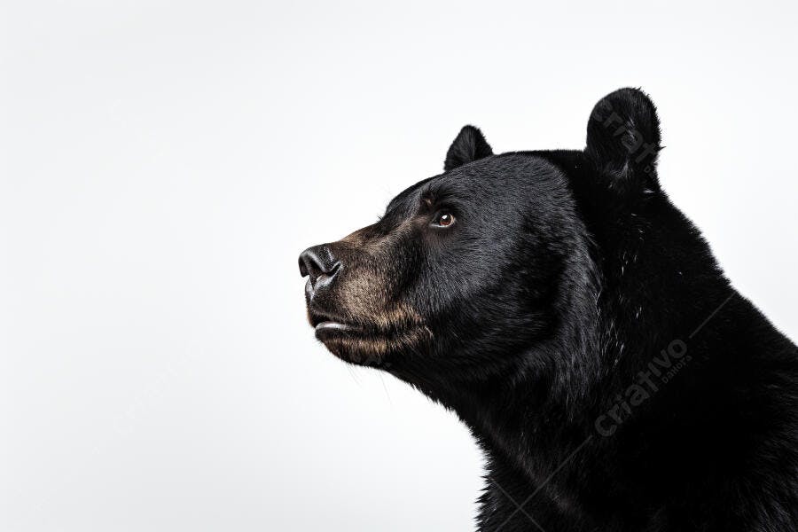 Urso Negro em fundo branco