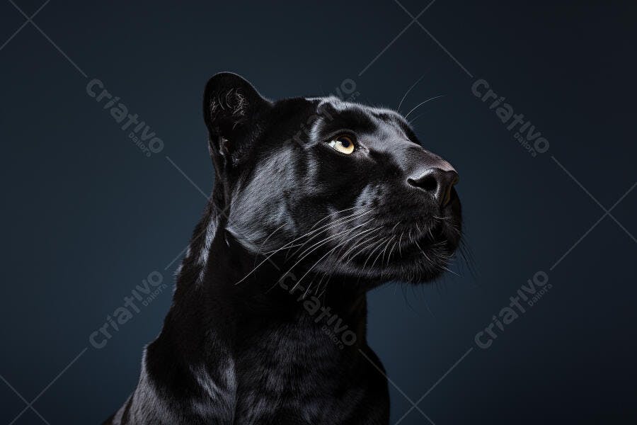 Pantera Negra Olhando para o Alto fundo Escuro