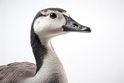 Ganso-do-Canadá em seu habitat natural