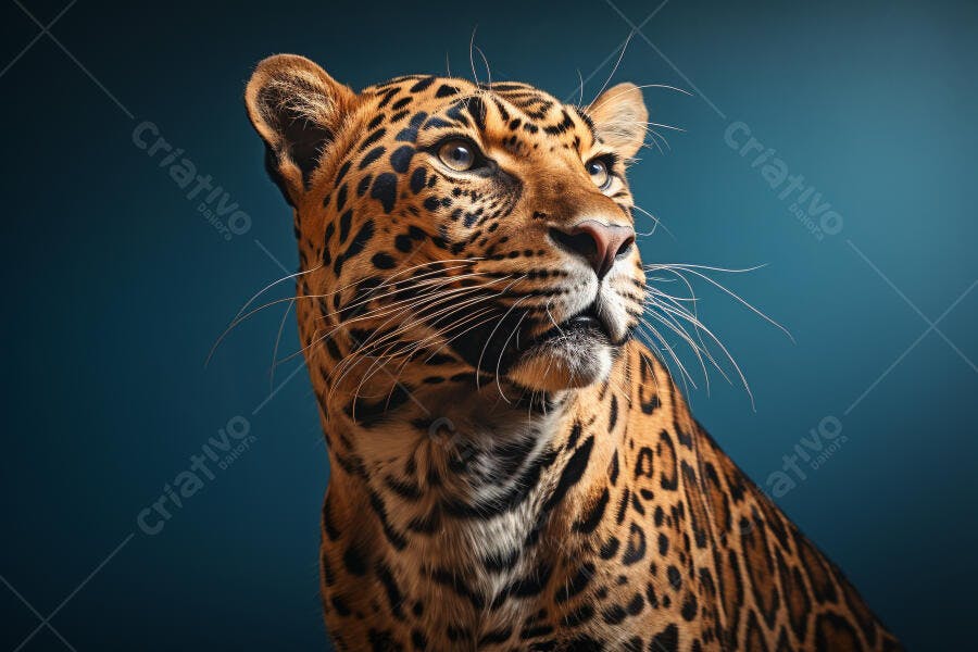 Jaguar em fundo azul escuro