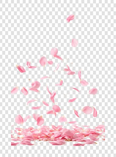 Flor Rosa e Pétalas de Rosa