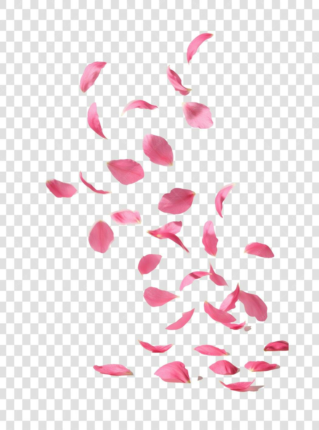 Banner romântico com pétalas rosas PNG com fundo transparente