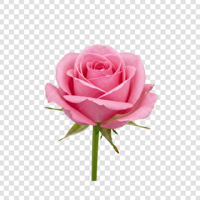 Flor Rosa e Pétalas de Rosa