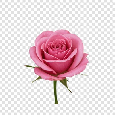 Flor Rosa e Pétalas de Rosa