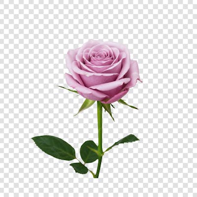 Flor Rosa e Pétalas de Rosa