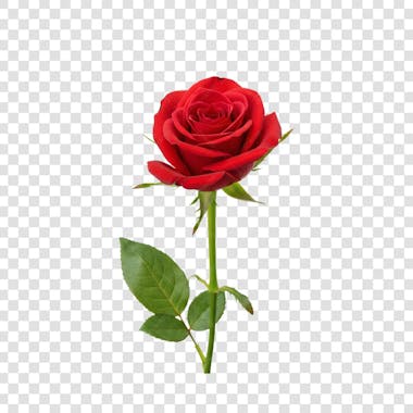 Flor Rosa e Pétalas de Rosa