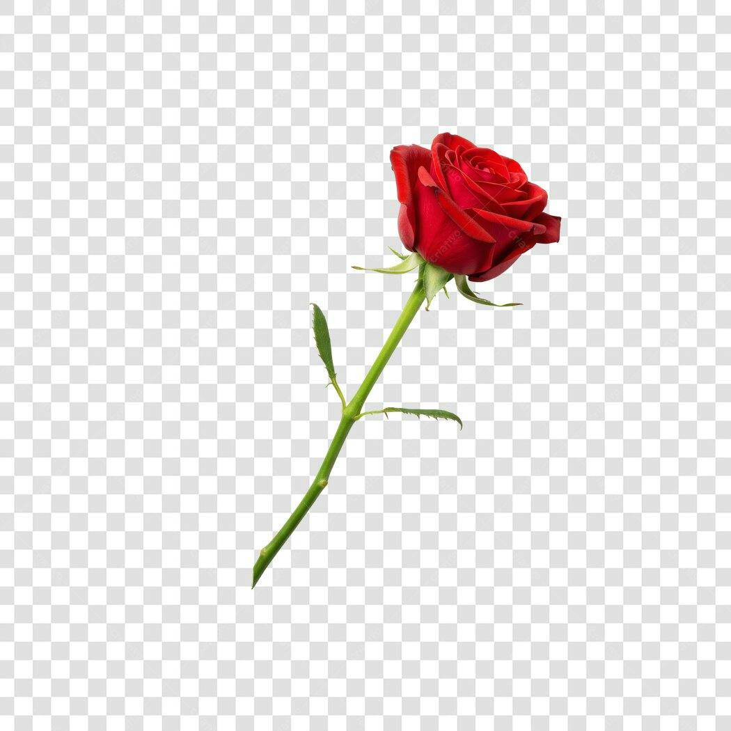 Post Instagram Dia dos Namorados Rosa Vermelha PNG com fundo transparente