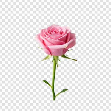 Flor Rosa e Pétalas de Rosa