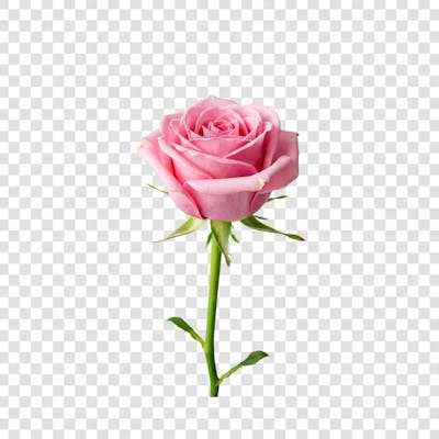 Flor Rosa e Pétalas de Rosa
