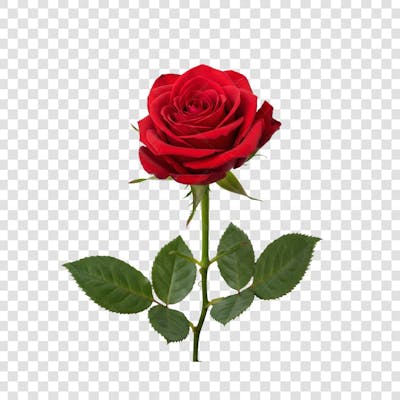 Flor Rosa e Pétalas de Rosa