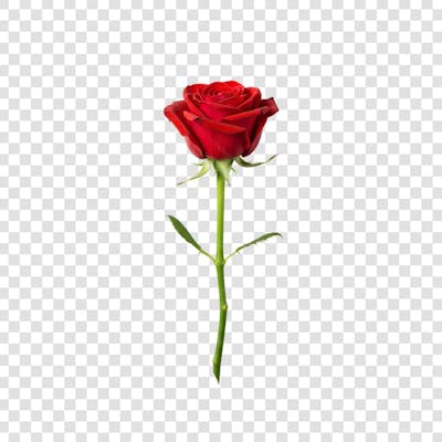 Flor Rosa e Pétalas de Rosa