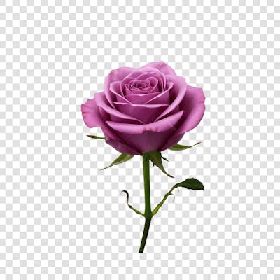 Flor Rosa e Pétalas de Rosa