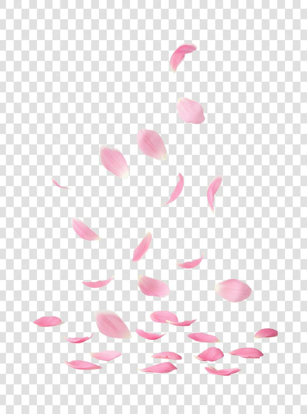 Banner romântico com pétalas rosas PNG com fundo transparente