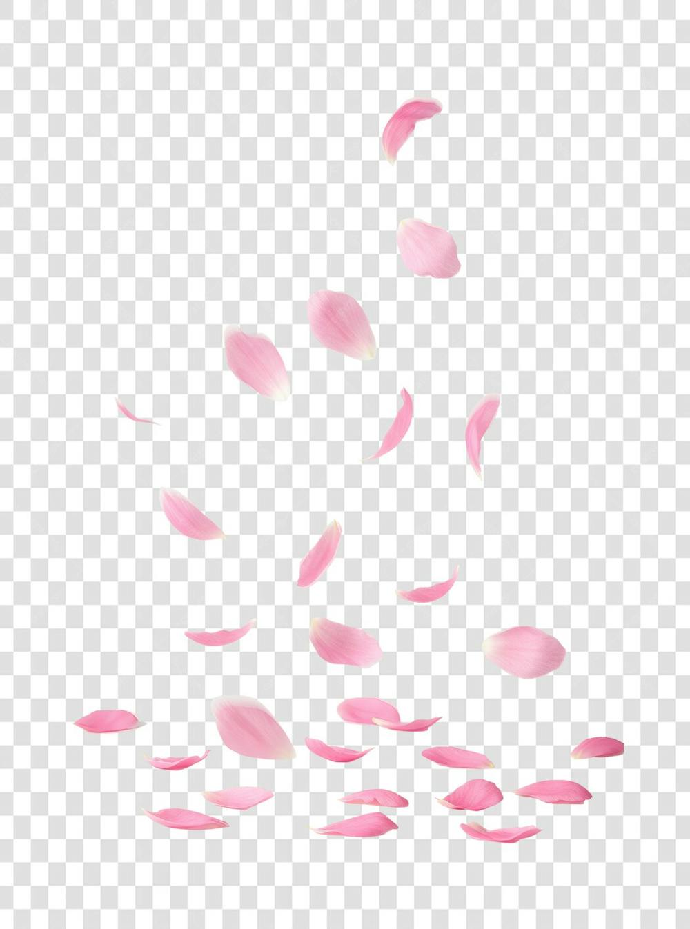 Flor Rosa e Pétalas de Rosa