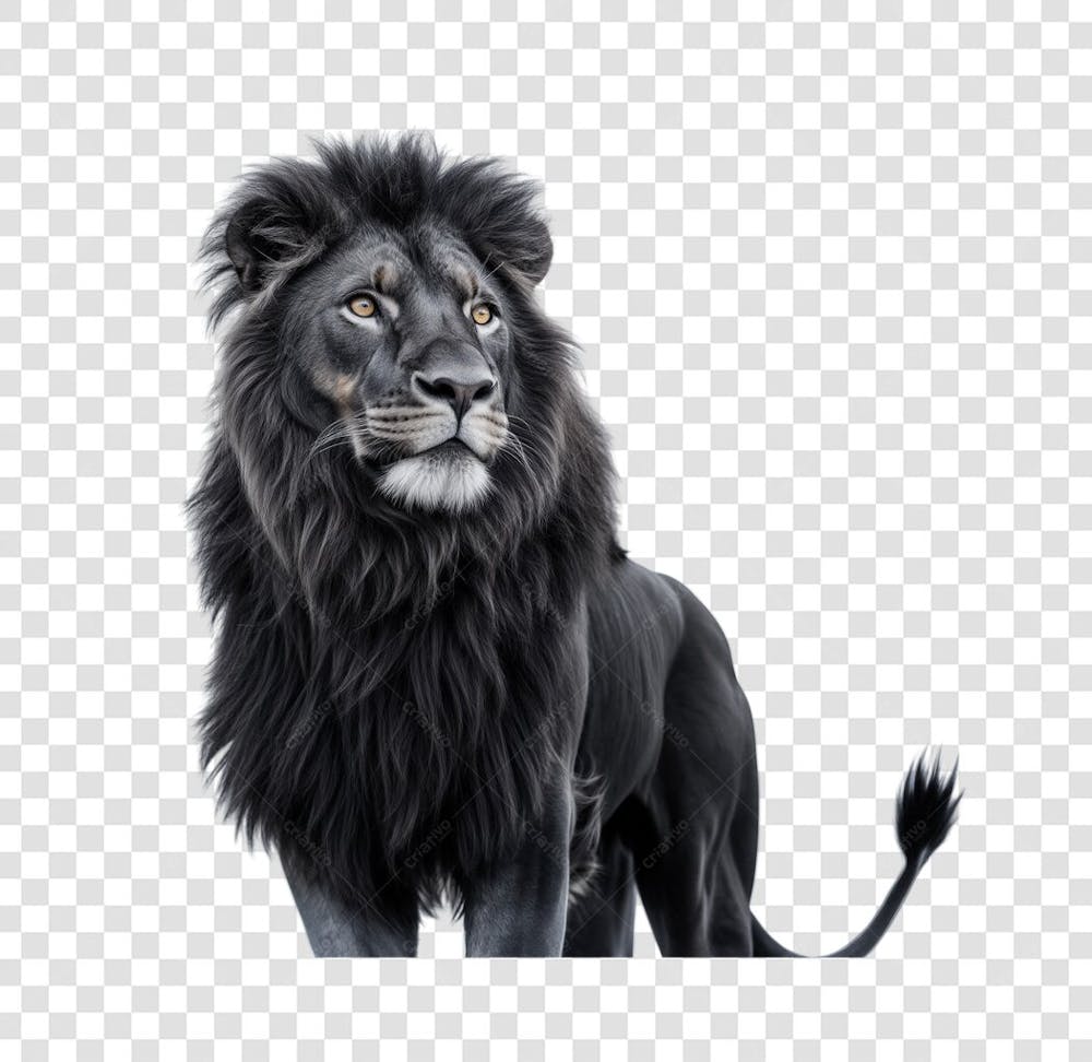 Um leão preto