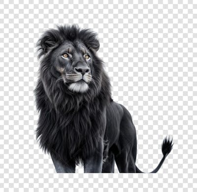 Um leão preto