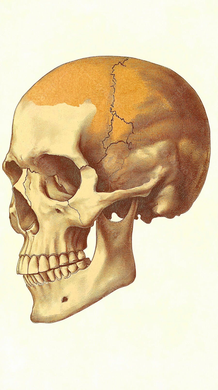 Crânio humano perfil tons sépia