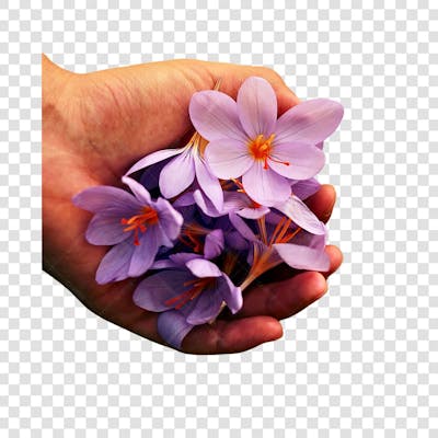 imagem de dia das mulheres em png transparente