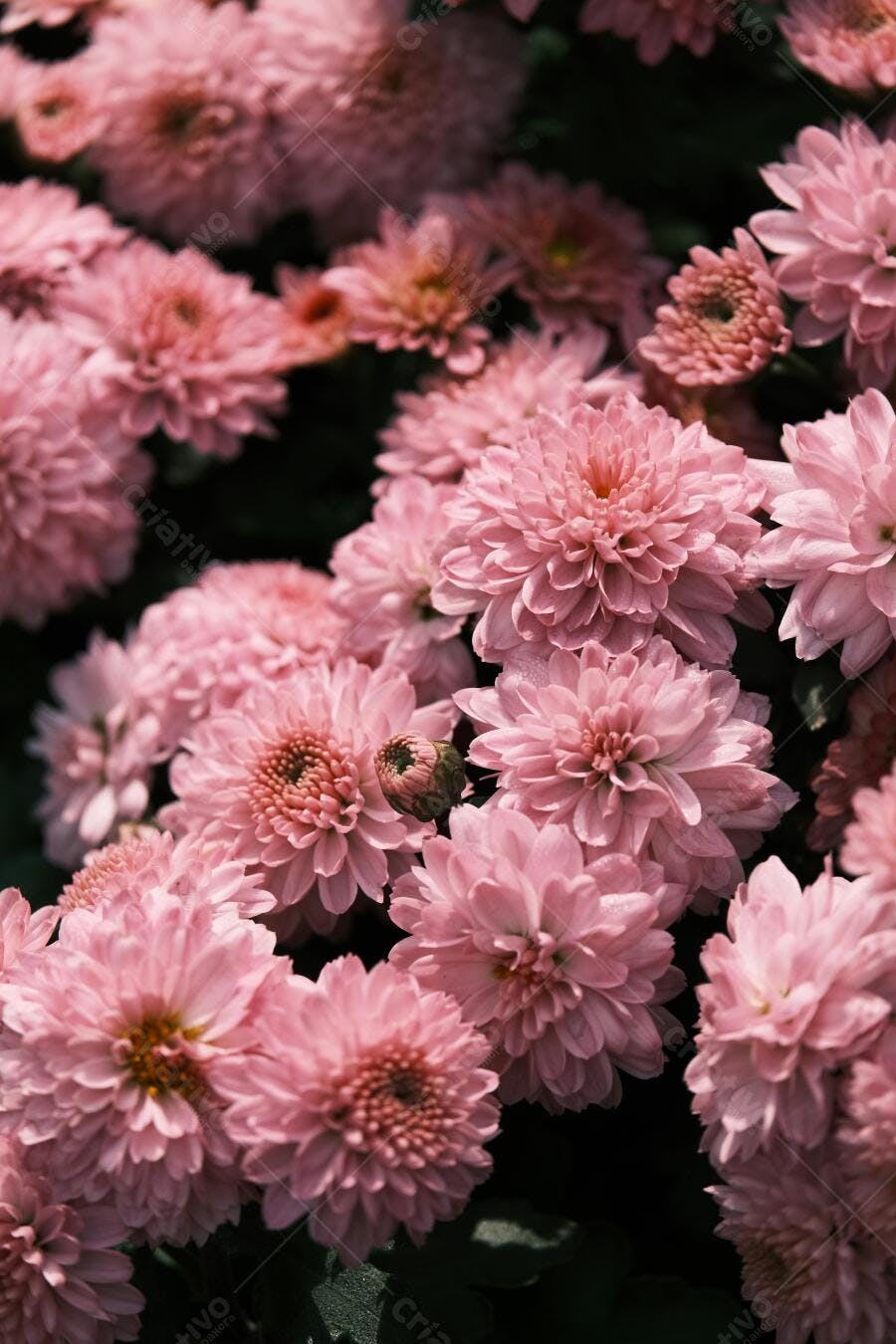 Crisântemos rosa em jardim florido