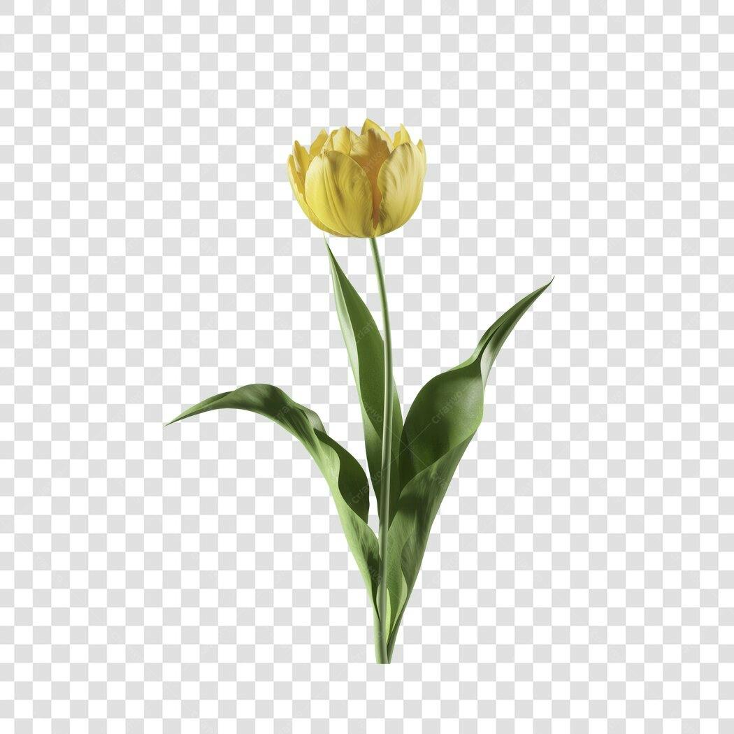 Post Instagram Dia das Mães Tulipa Amarela PNG com fundo transparente