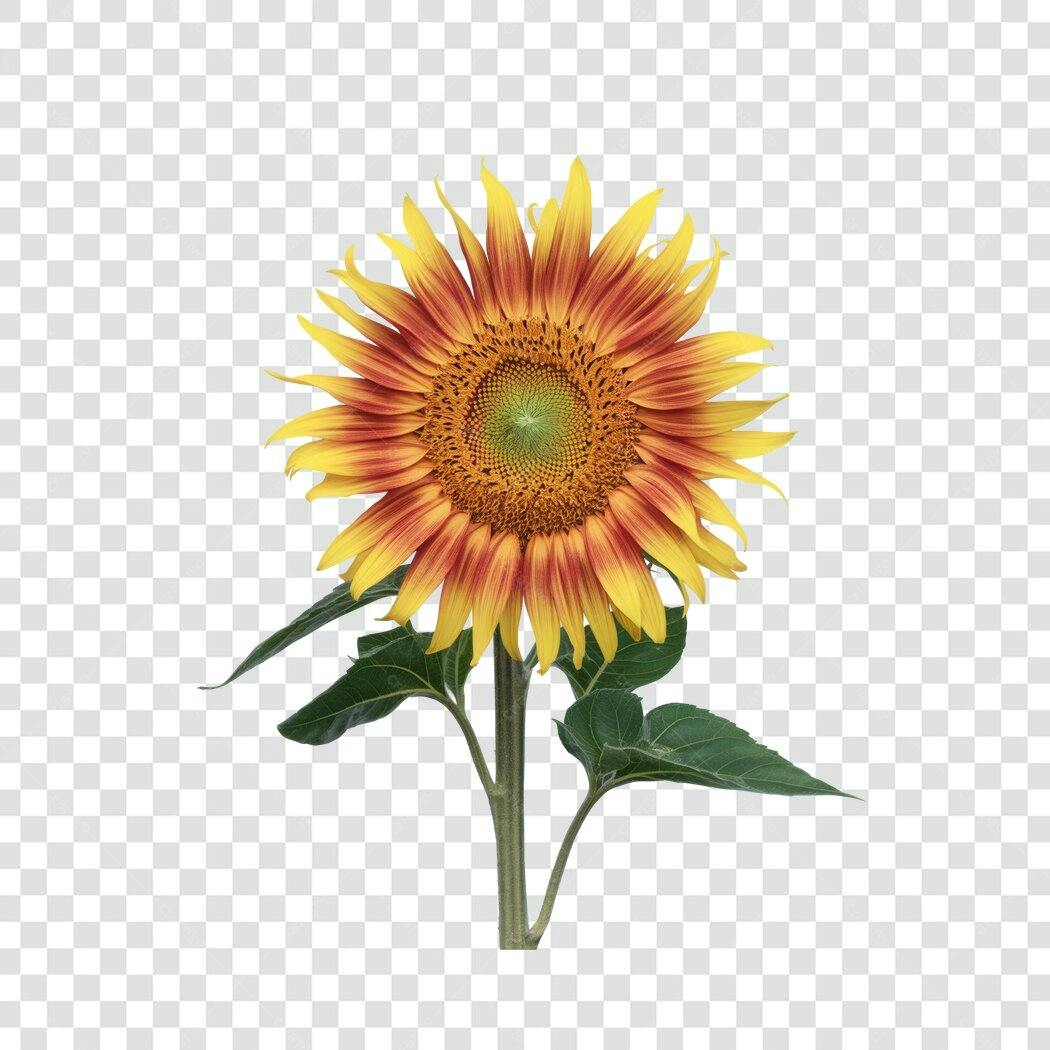 Post Instagram Girassol PNG com fundo transparente