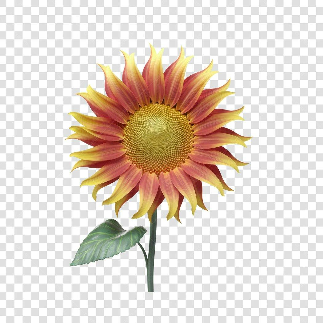 Post Instagram Girassol Vermelho e Amarelo PNG com fundo transparente