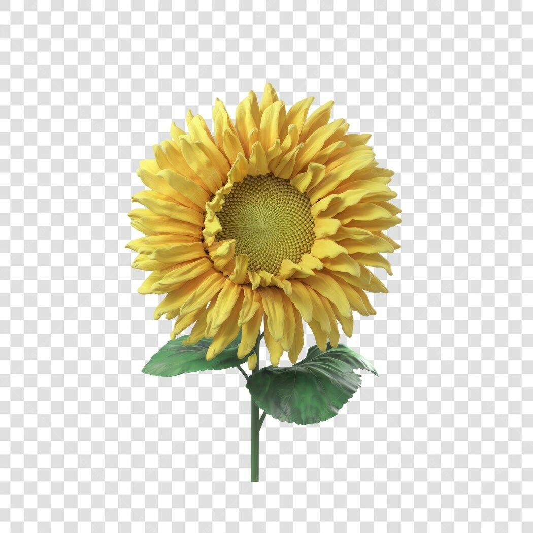 Imagem PNG Girassol com fundo transparente