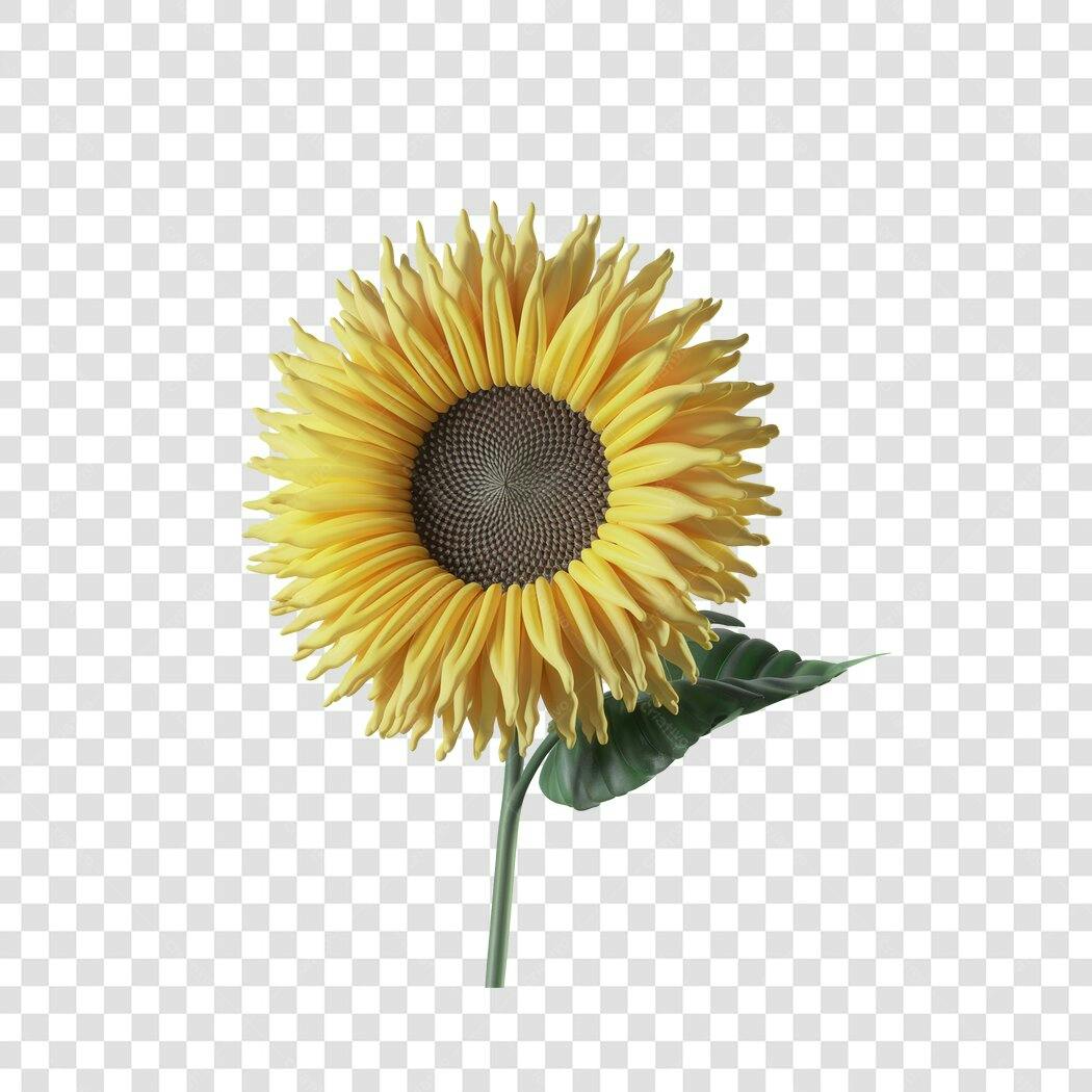PNG Ilustração Girassol Amarelo com Fundo Transparente